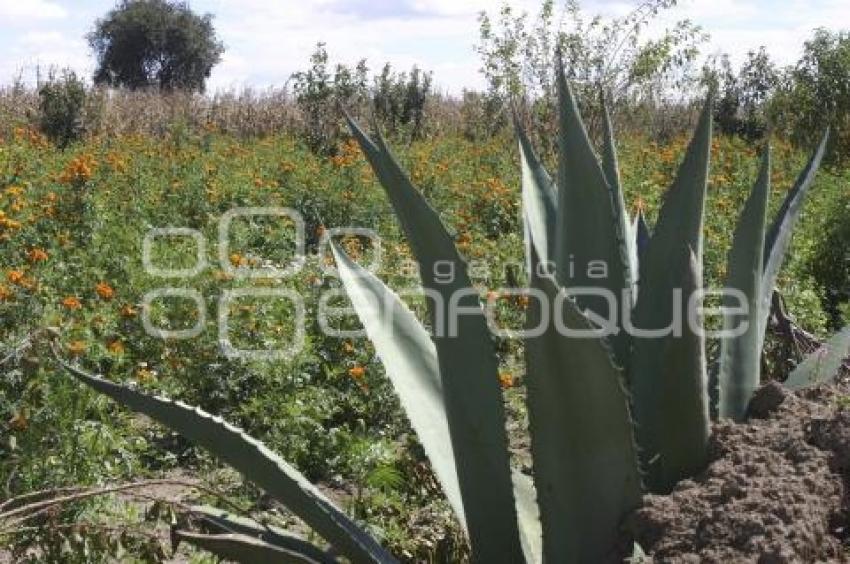 FLOR DE MUERTOS