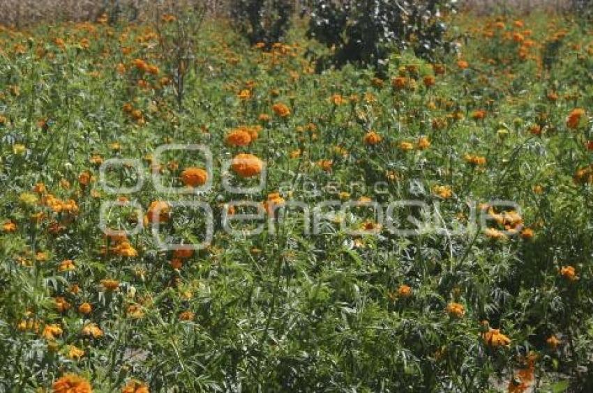 FLOR DE MUERTOS