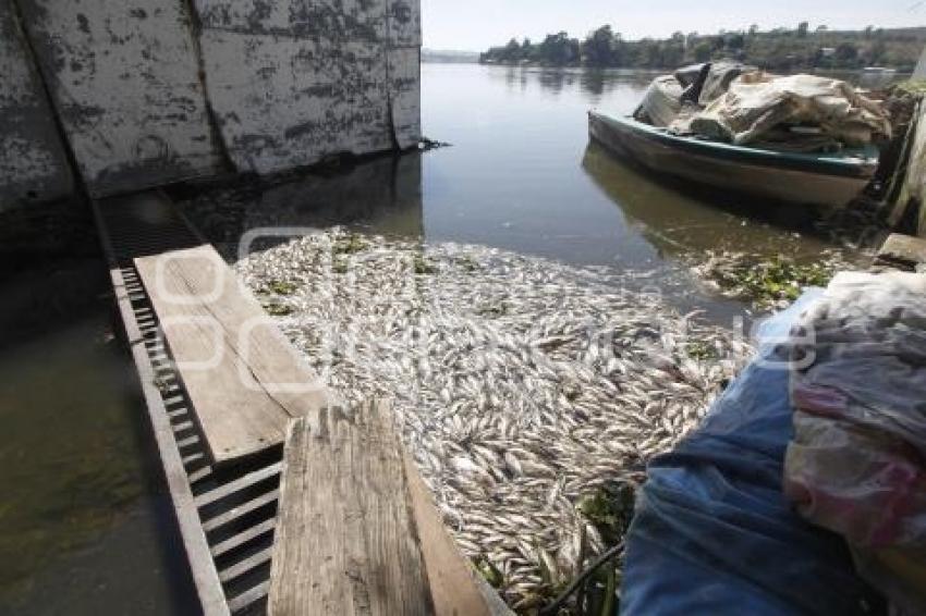 MUERTE PECES LAGO DE VALSEQUILLO