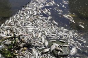 MUERTE PECES LAGO DE VALSEQUILLO