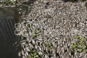 MUERTE PECES LAGO DE VALSEQUILLO