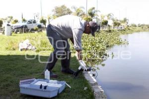 MUERTE PECES LAGO DE VALSEQUILLO