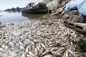 MUERTE PECES LAGO DE VALSEQUILLO