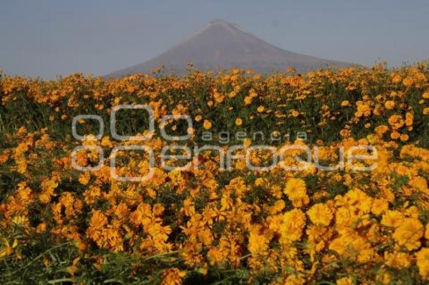 CORTE FLOR DE MUERTO