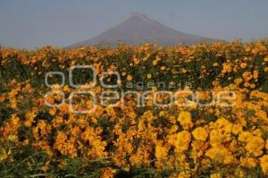 CORTE FLOR DE MUERTO