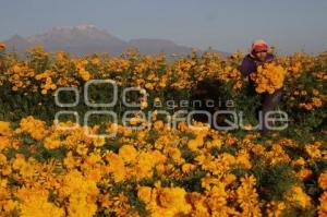 CORTE FLOR DE MUERTO