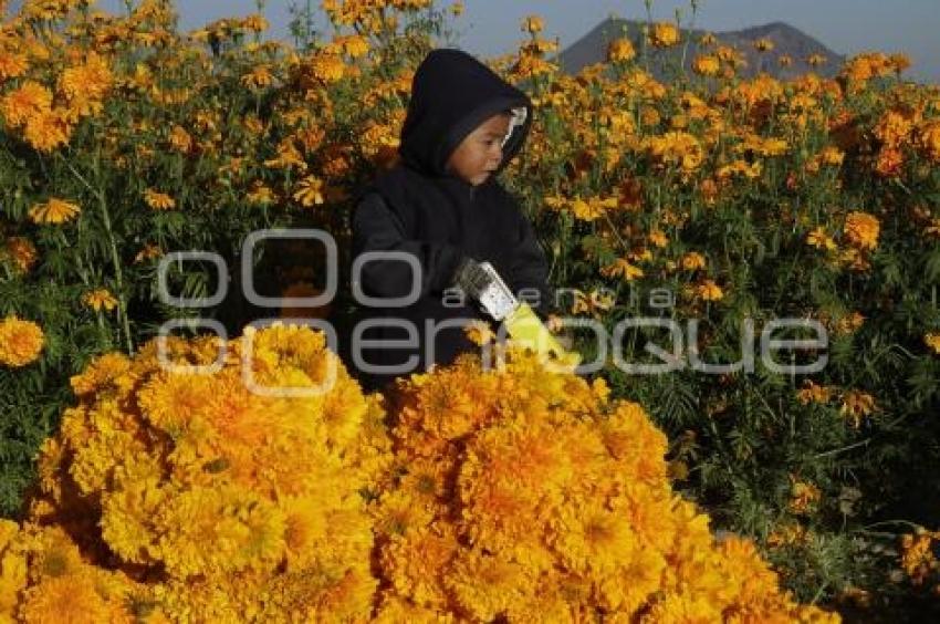 CORTE FLOR DE MUERTO