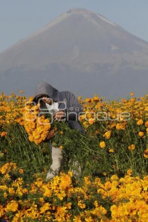 CORTE FLOR DE MUERTO