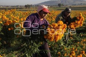 CORTE FLOR DE MUERTO