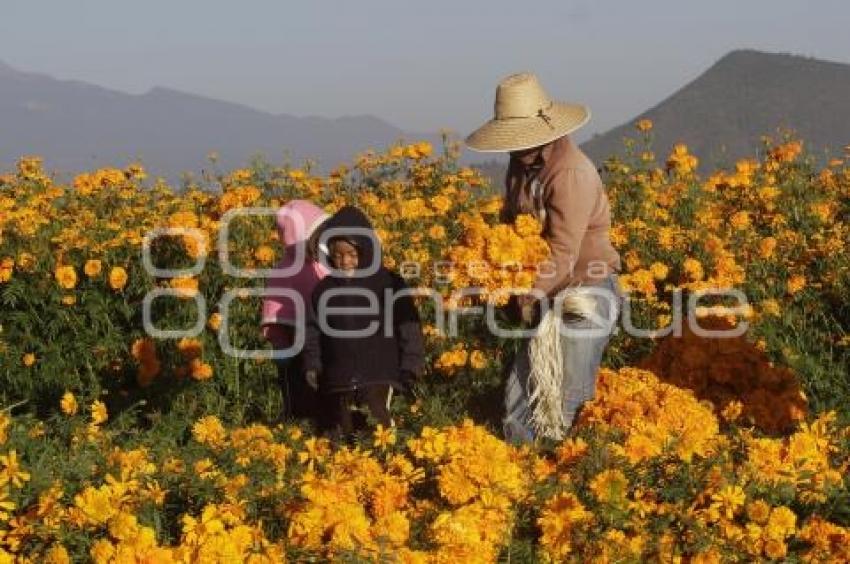 CORTE FLOR DE MUERTO