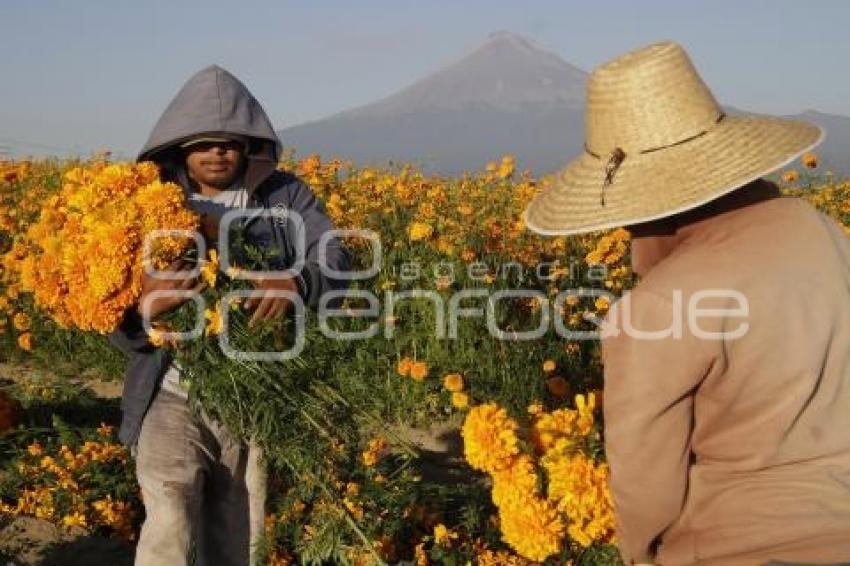 CORTE FLOR DE MUERTO