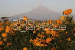 CORTE FLOR DE MUERTO