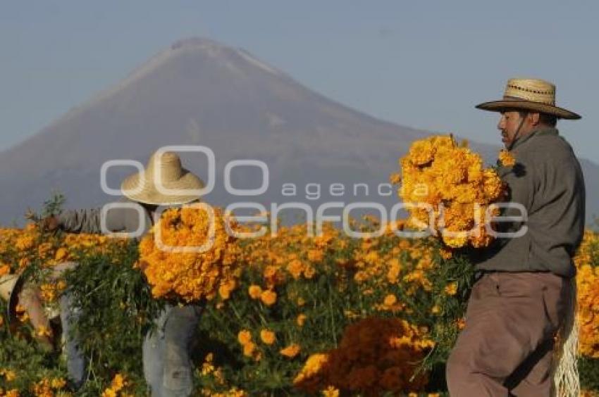 CORTE FLOR DE MUERTO