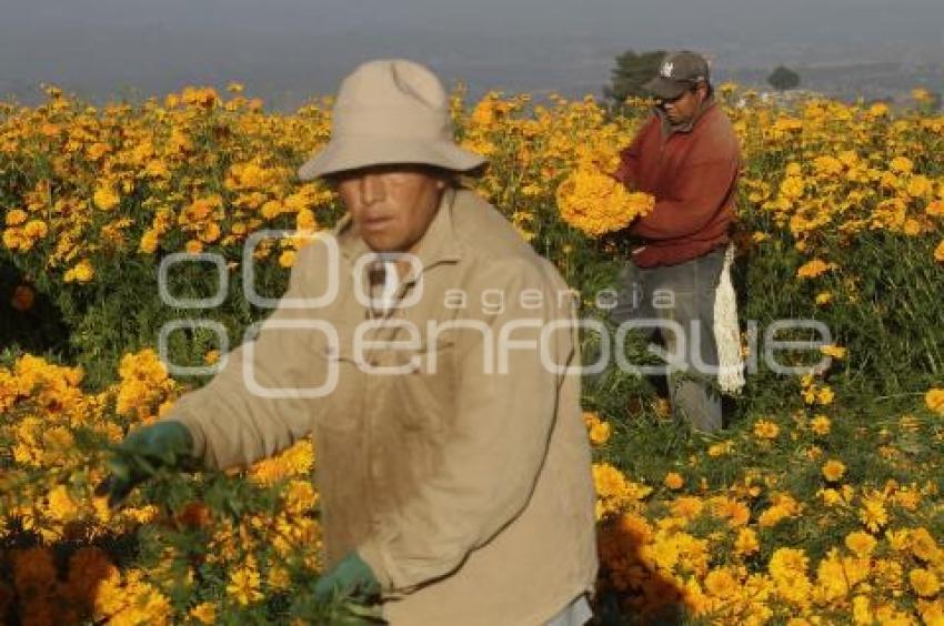 CORTE FLOR DE MUERTO