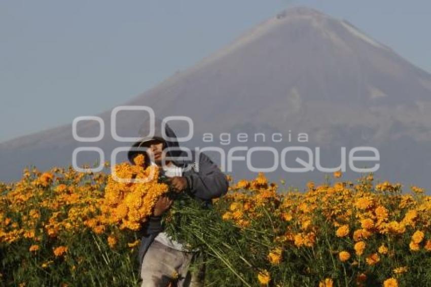 CORTE FLOR DE MUERTO