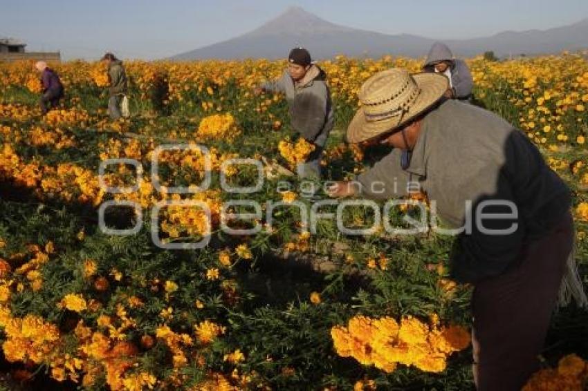 CORTE FLOR DE MUERTO