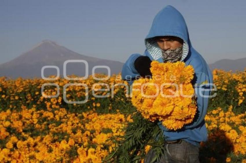 CORTE FLOR DE MUERTO