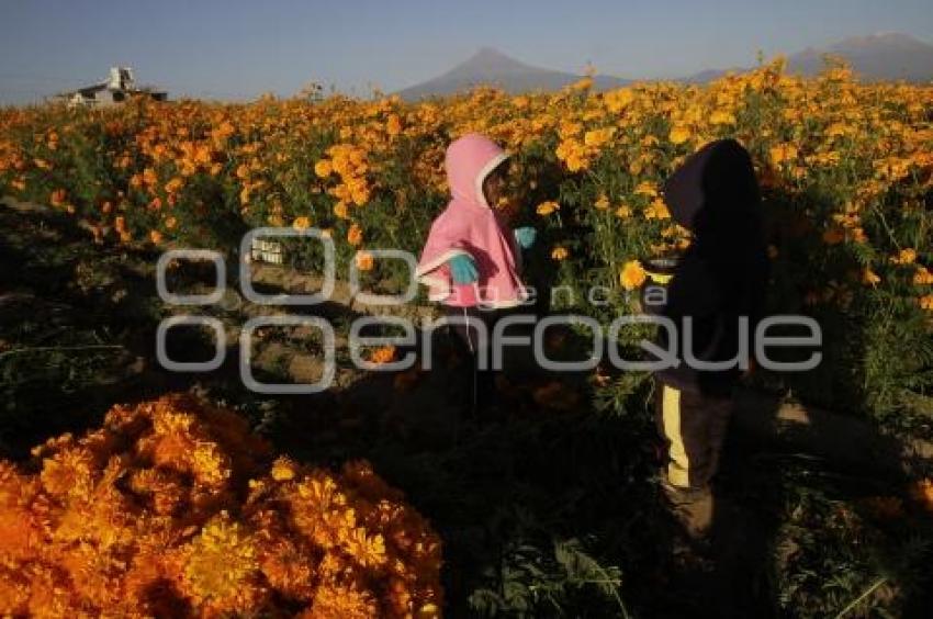 CORTE FLOR DE MUERTO