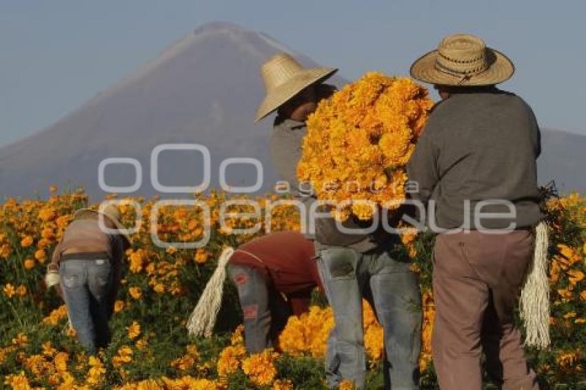 CORTE FLOR DE MUERTO