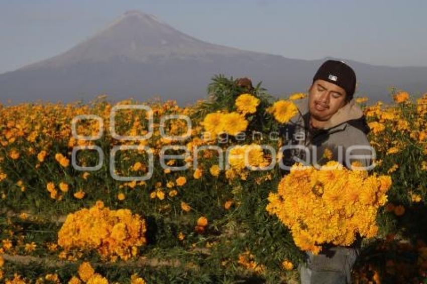 CORTE FLOR DE MUERTO