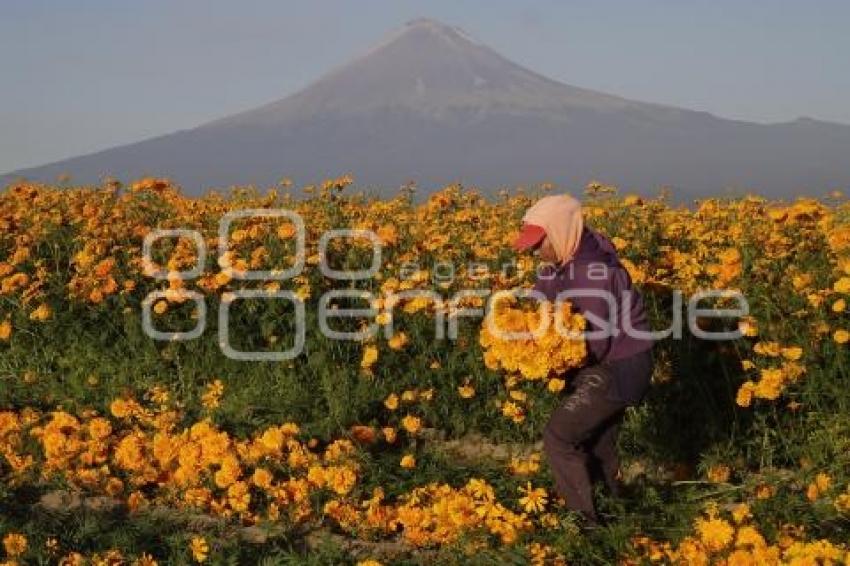 CORTE FLOR DE MUERTO