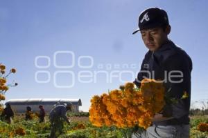 CORTE FLOR DE MUERTO