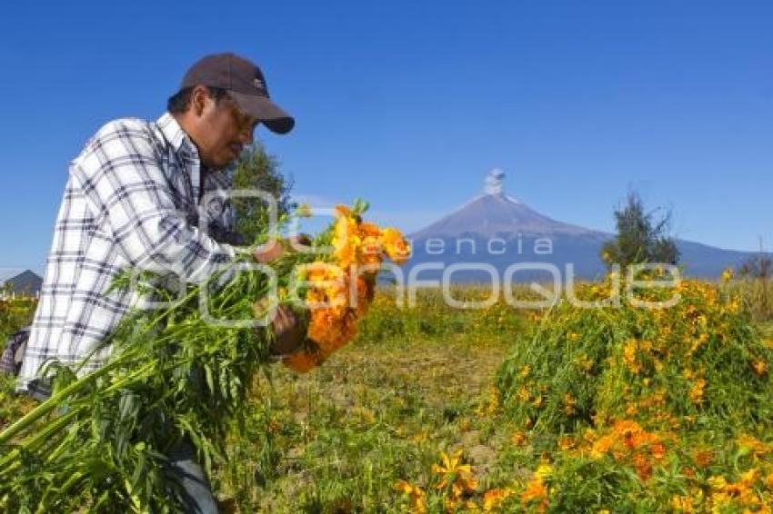 CORTE FLOR DE MUERTO