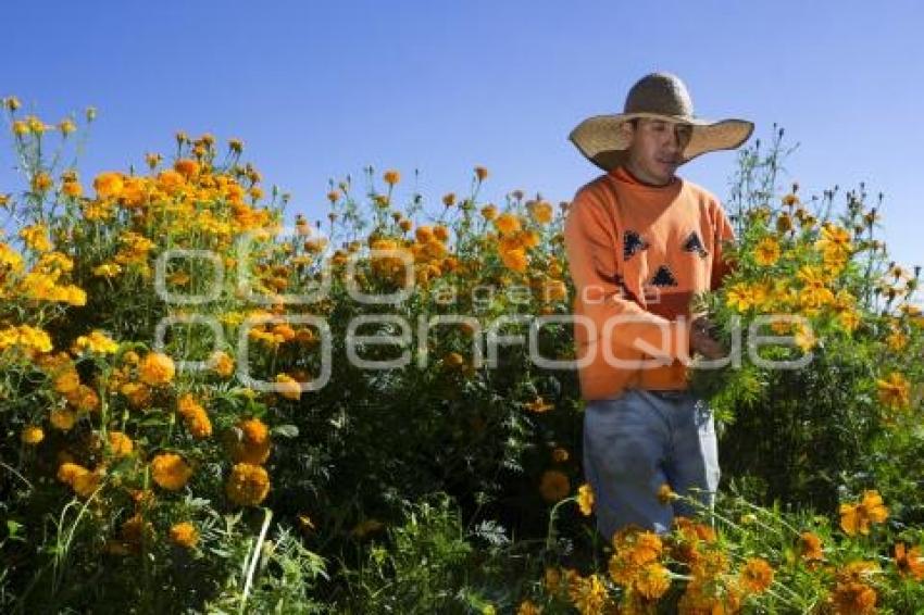 CORTE FLOR DE MUERTO