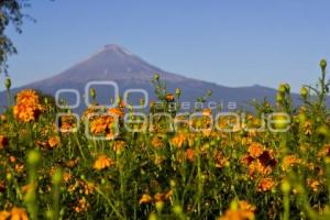 CORTE FLOR DE MUERTO