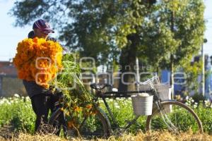 CORTE FLOR DE MUERTO