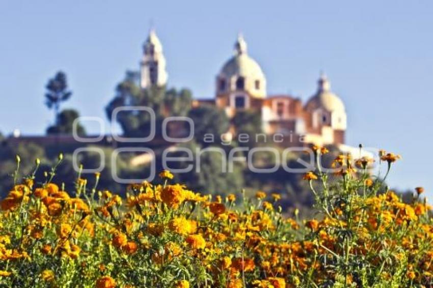 CORTE FLOR DE MUERTO