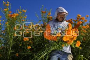 CORTE FLOR DE MUERTO