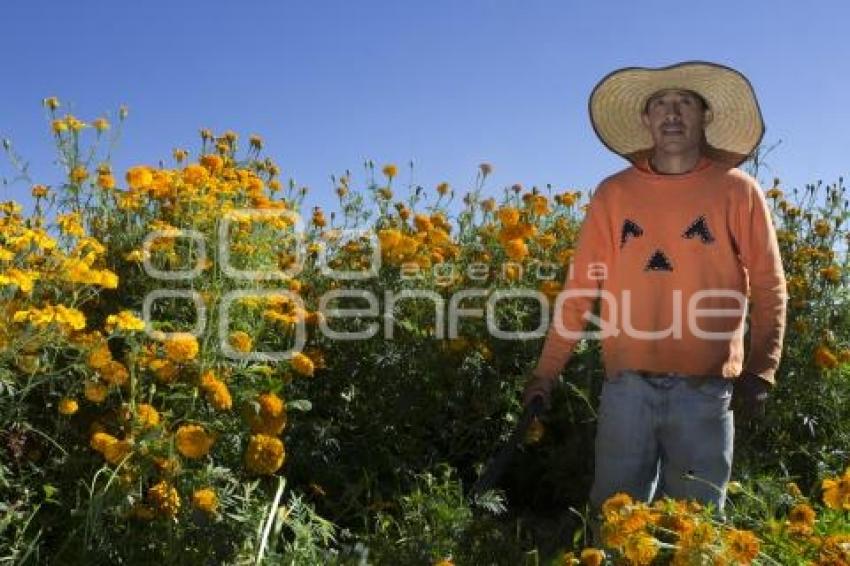 CORTE FLOR DE MUERTO