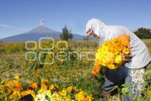 CORTE FLOR DE MUERTO