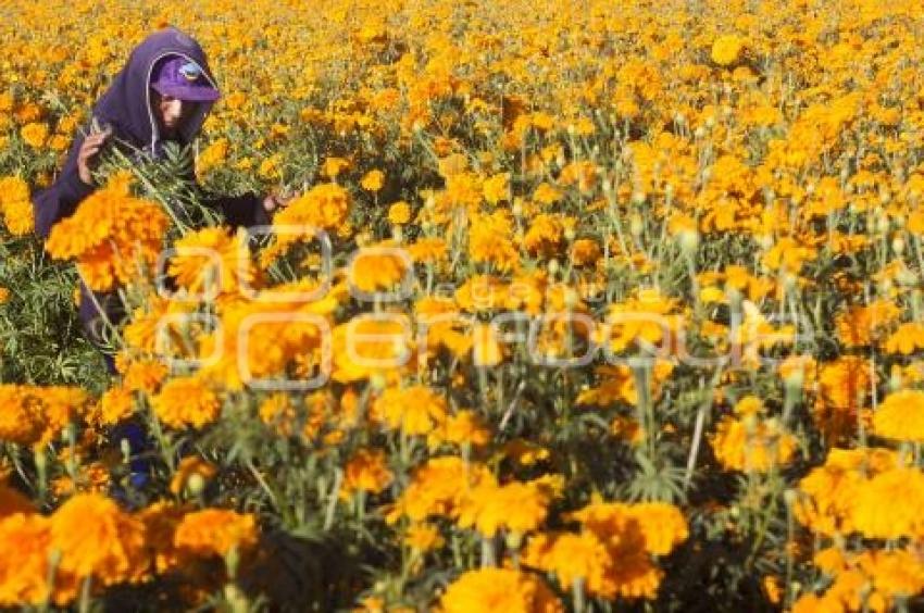 CORTE FLOR DE MUERTO