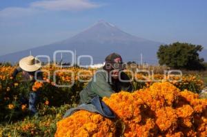 CORTE FLOR DE MUERTO