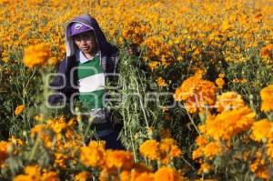 CORTE FLOR DE MUERTO