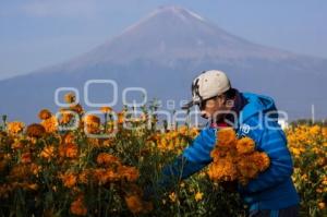 CORTE FLOR DE MUERTO