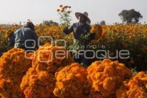 CORTE FLOR DE MUERTO