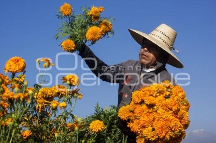 CORTE FLOR DE MUERTO