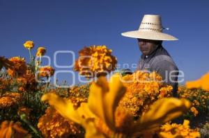 CORTE FLOR DE MUERTO