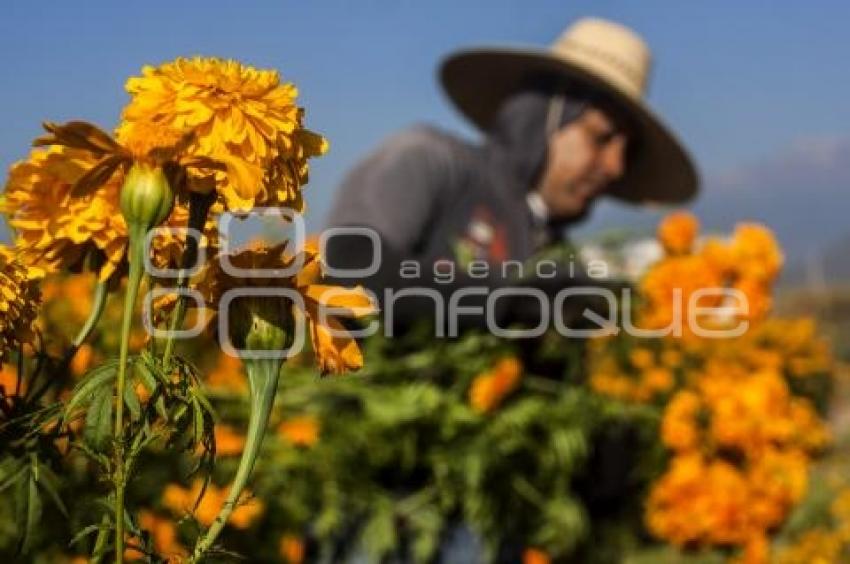 CORTE FLOR DE MUERTO