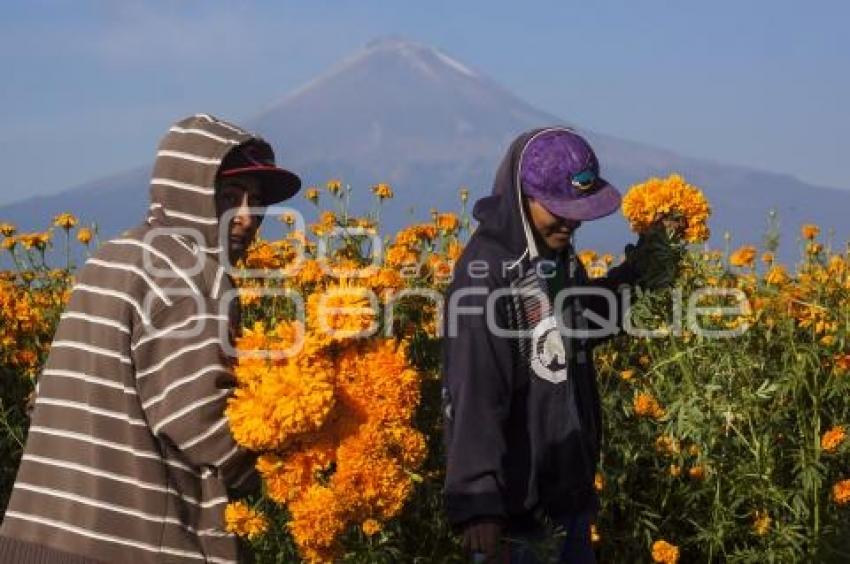 CORTE FLOR DE MUERTO