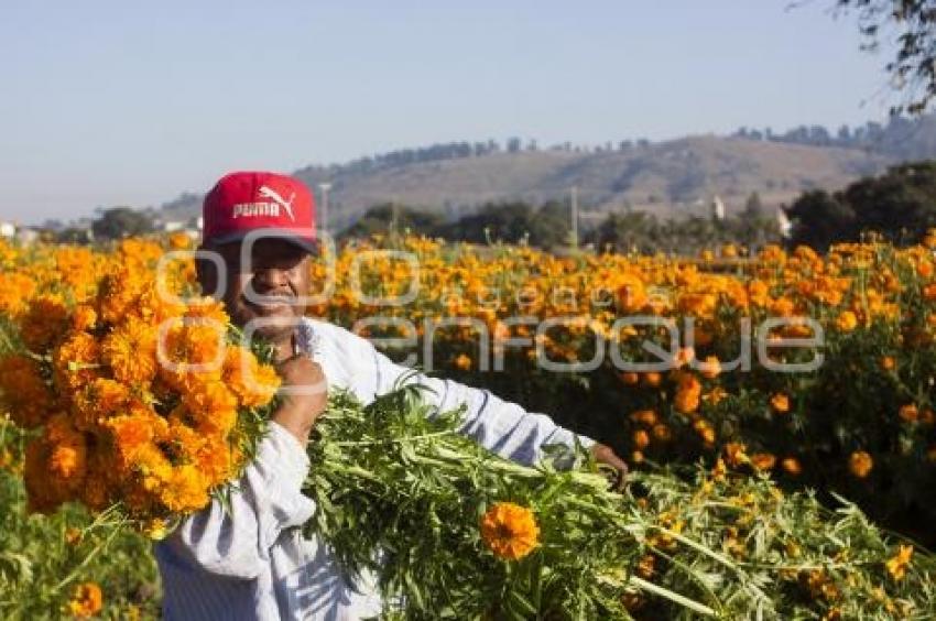 CORTE FLOR DE MUERTO