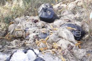 POLLOS MUERTOS . TEHUACÁN