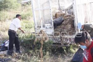 POLLOS MUERTOS .  TEHUACÁN