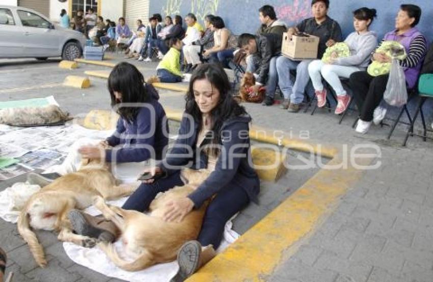 ASOCIACIÓN PROTECTORA DE ANIMALES