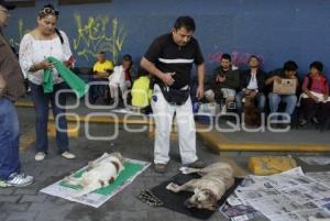 ASOCIACIÓN PROTECTORA DE ANIMALES