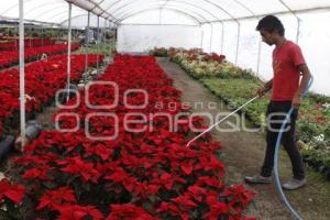 FLOR DE NOCHEBUENA EN ATLIXCO