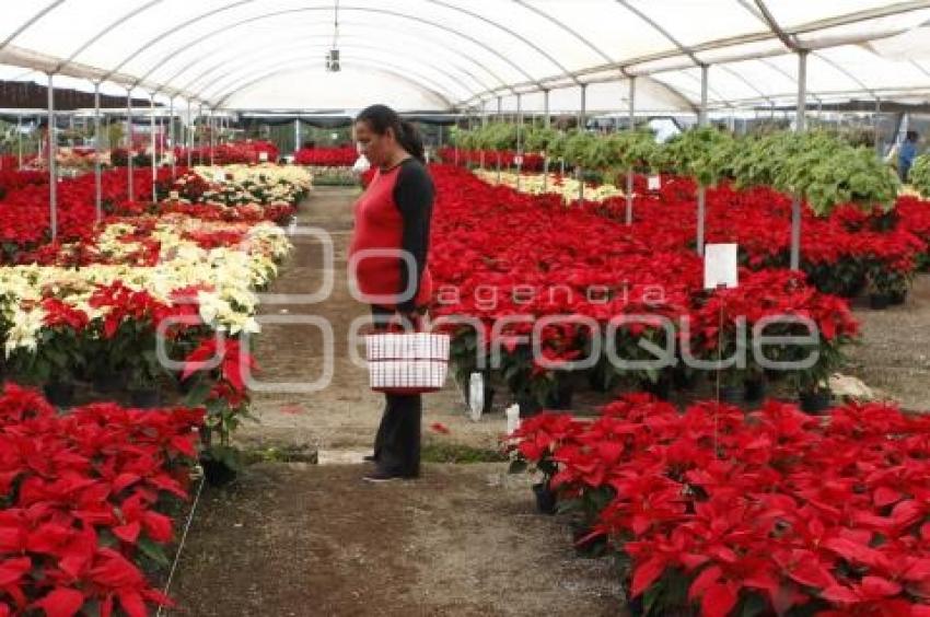 FLOR DE NOCHEBUENA EN ATLIXCO